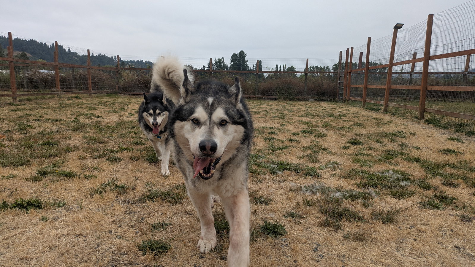 dog-image