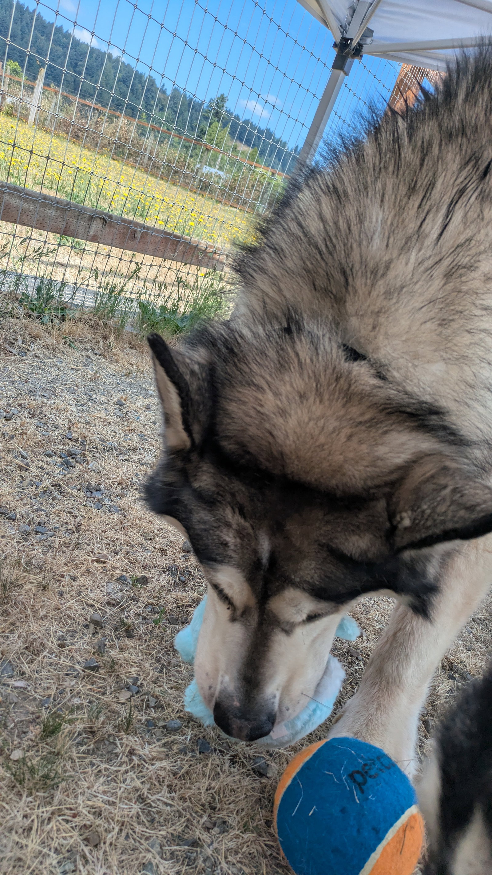 dog-image
