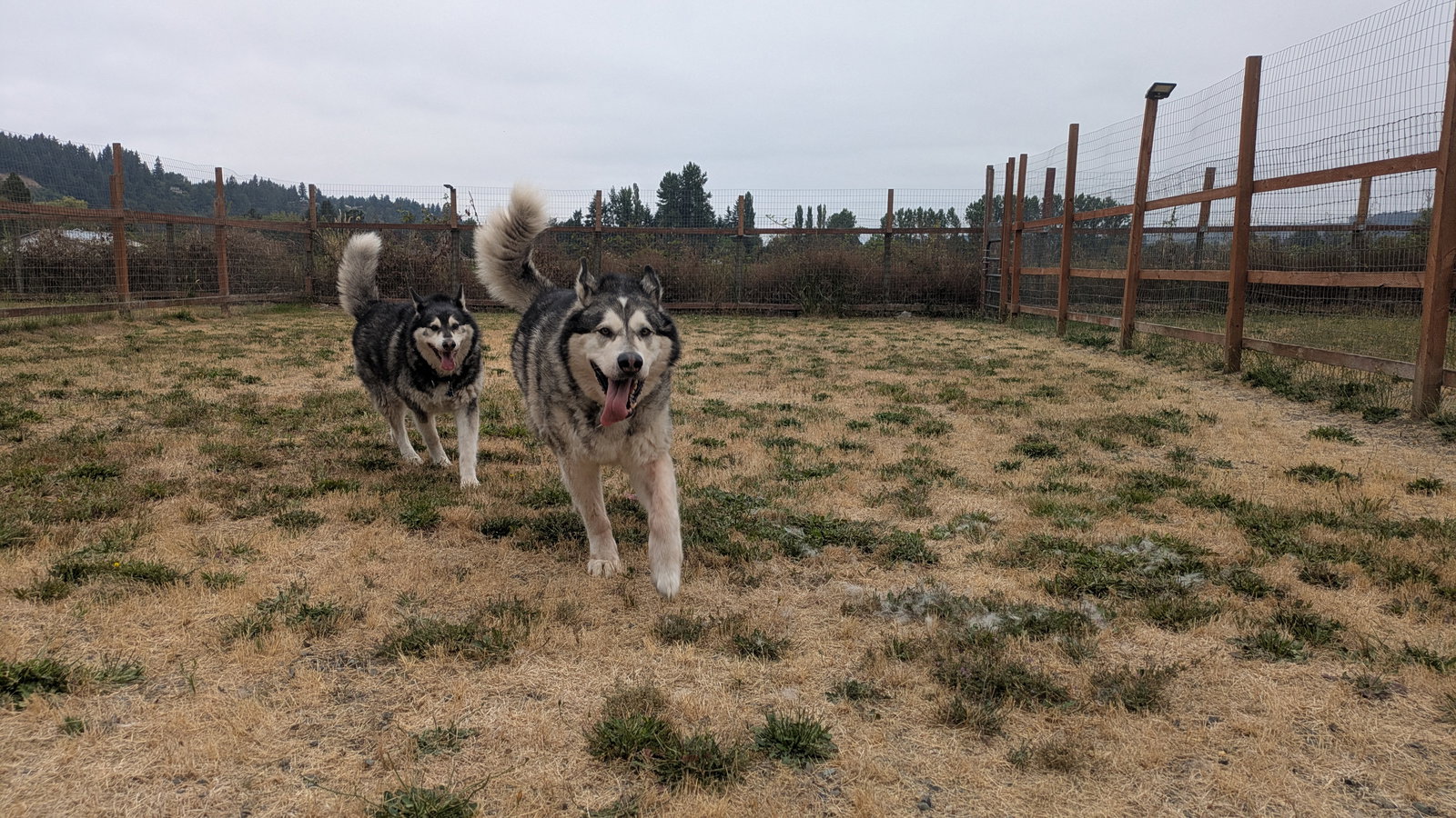 dog-image