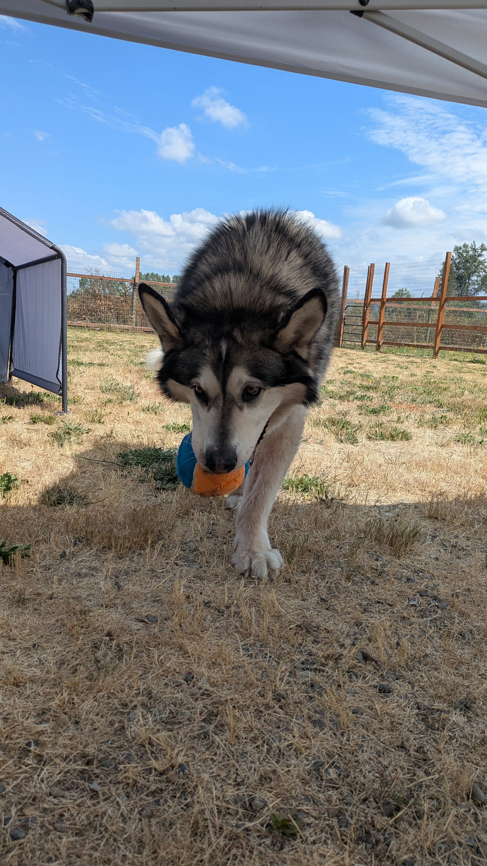 dog-image