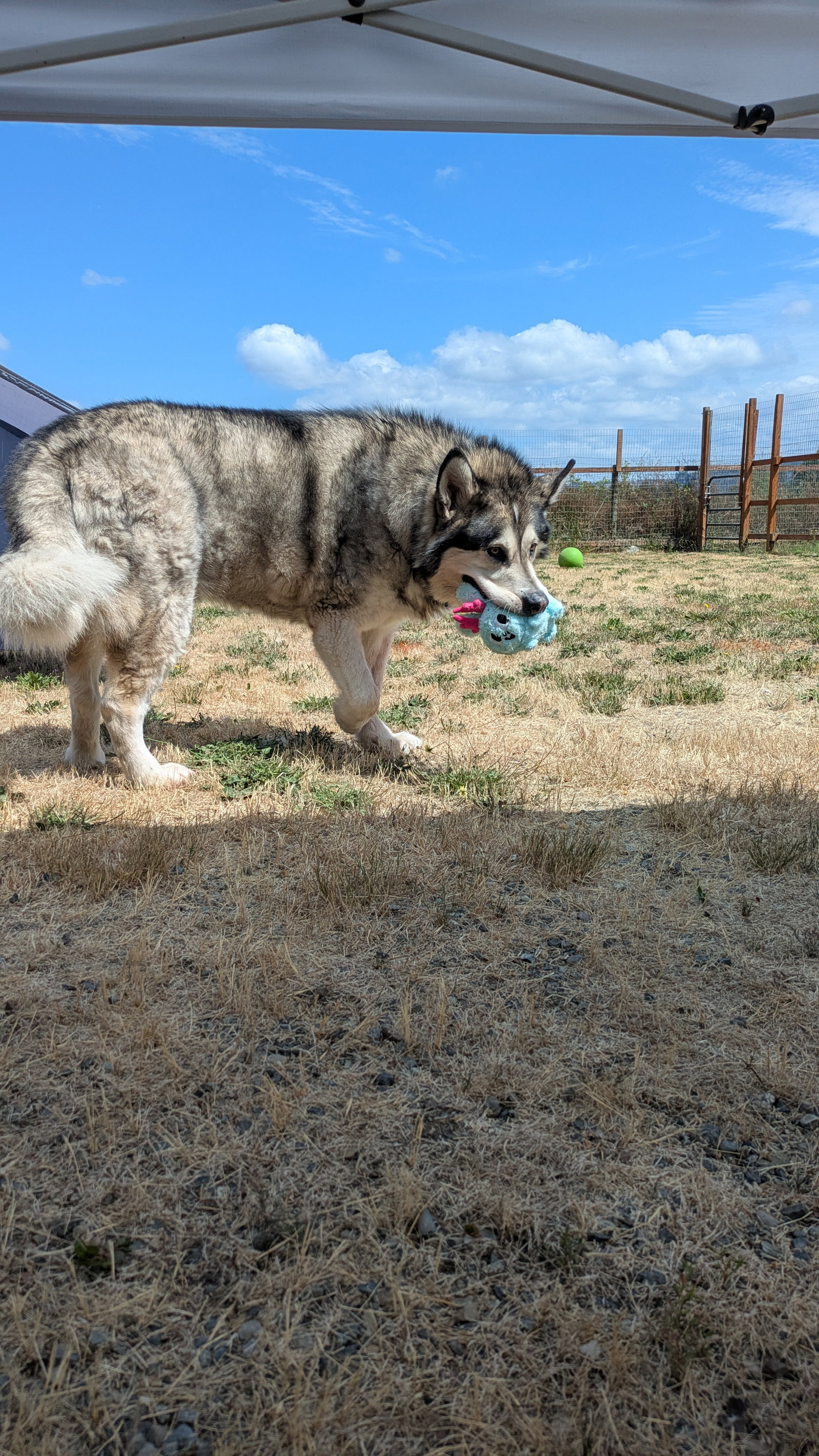 dog-image