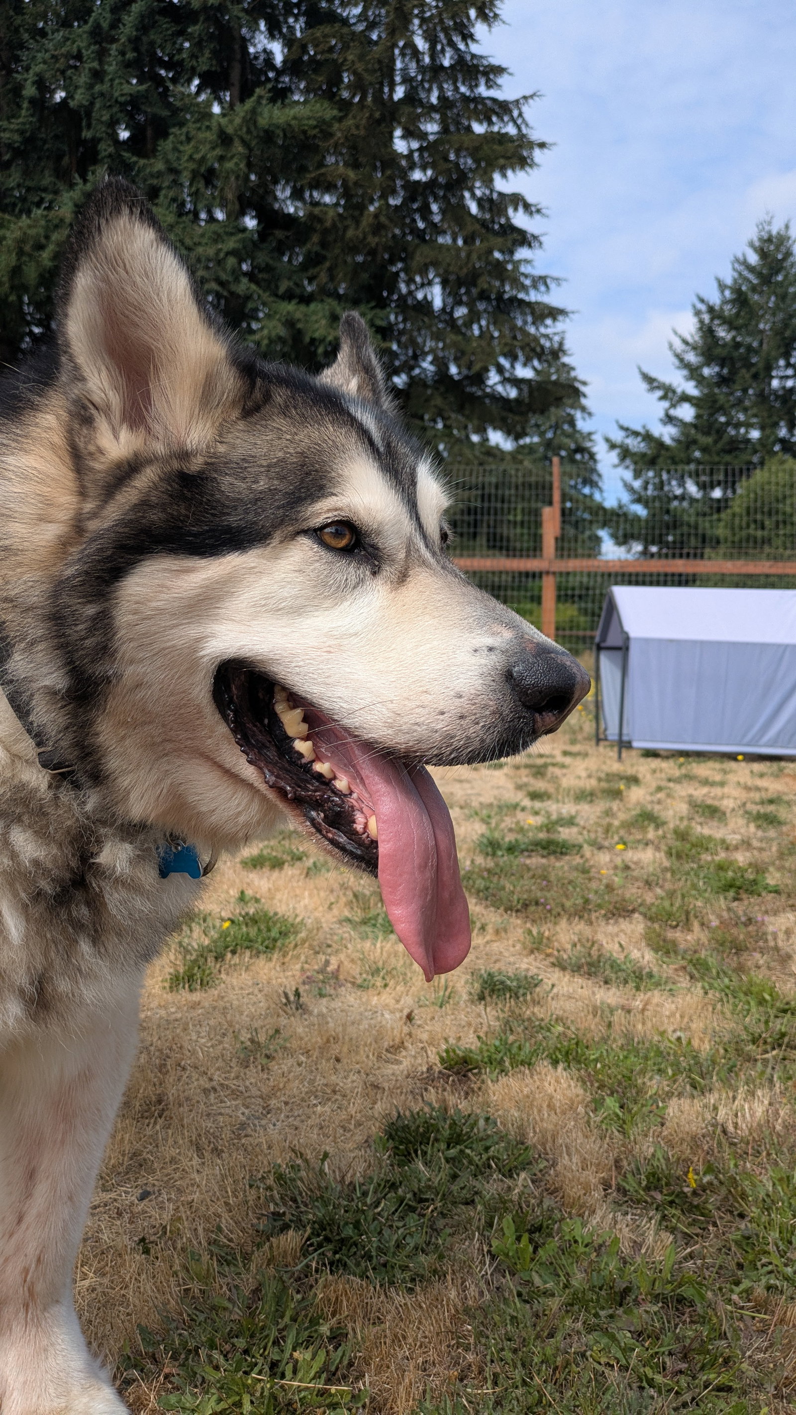 dog-image