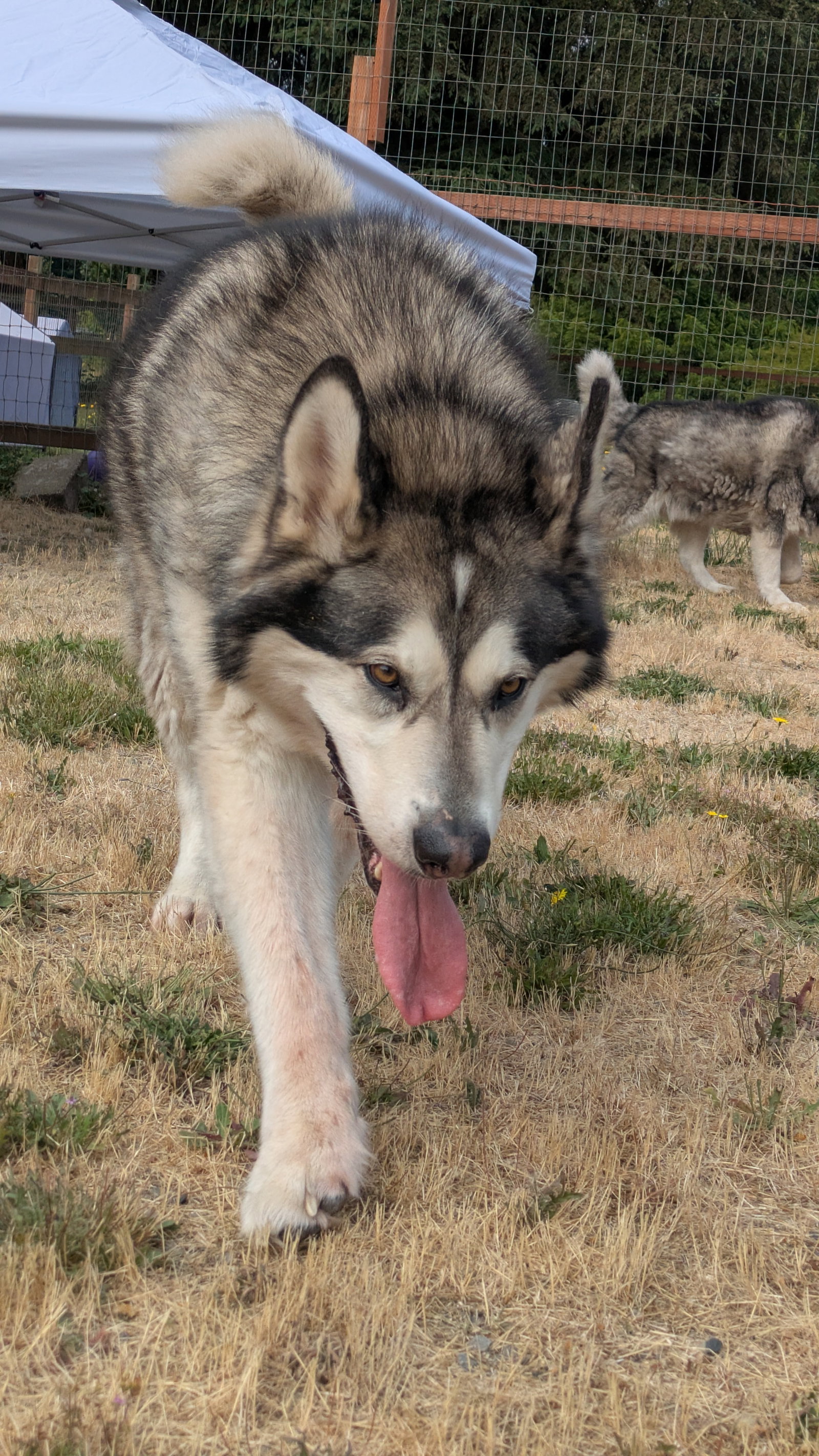 dog-image