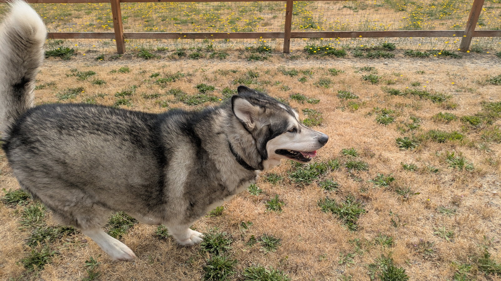 dog-image