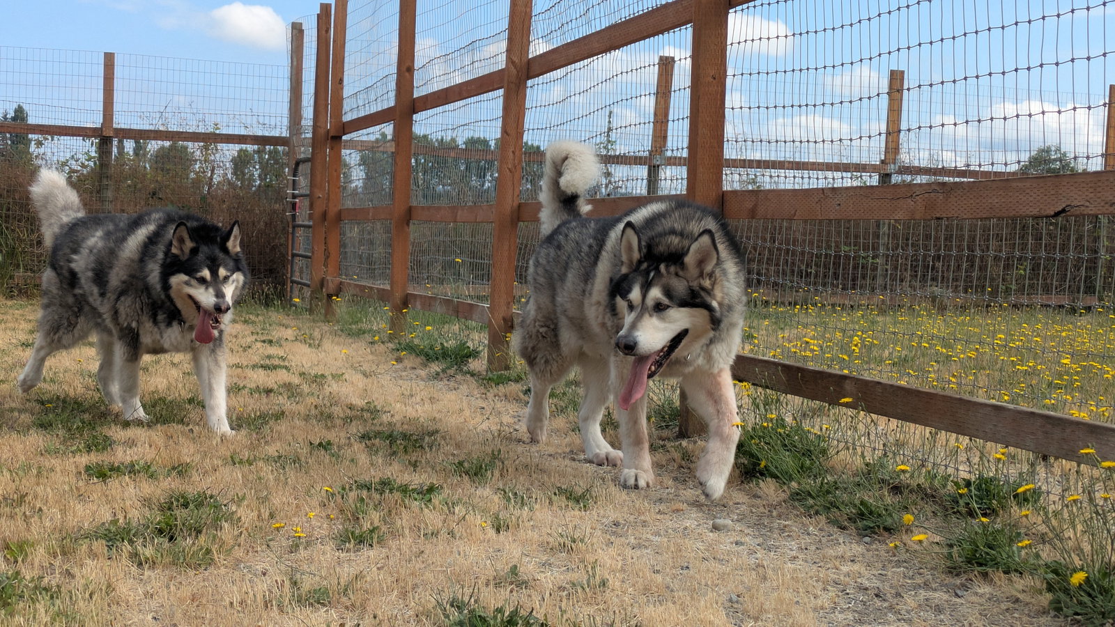 dog-image
