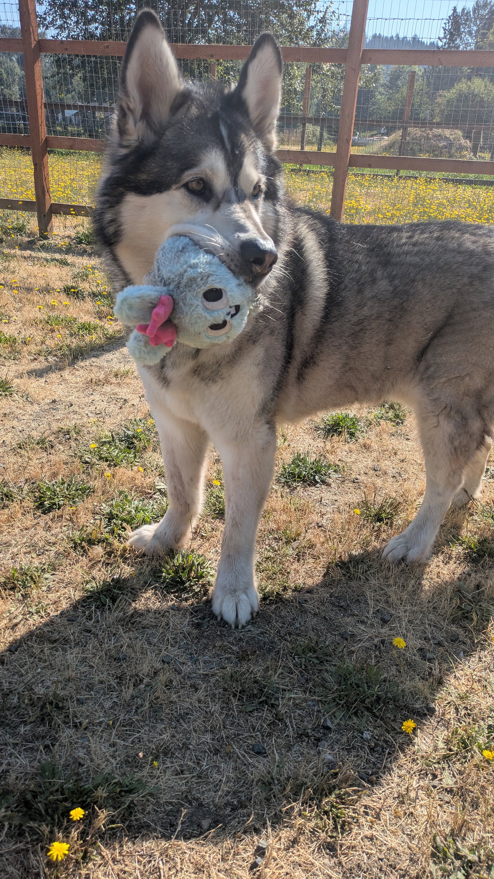 dog-image