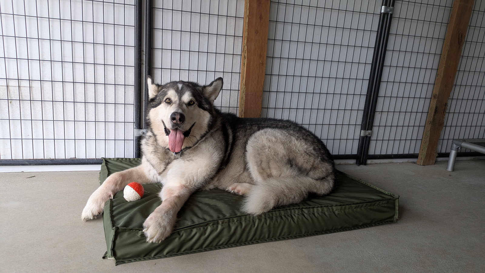 dog-image