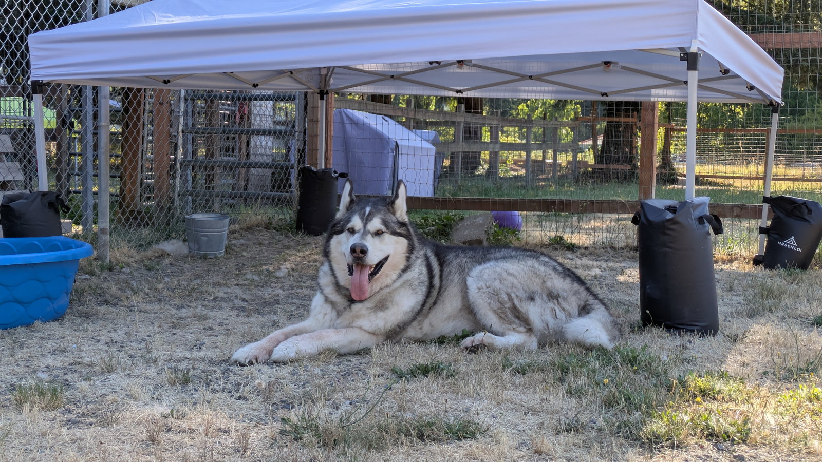 dog-image