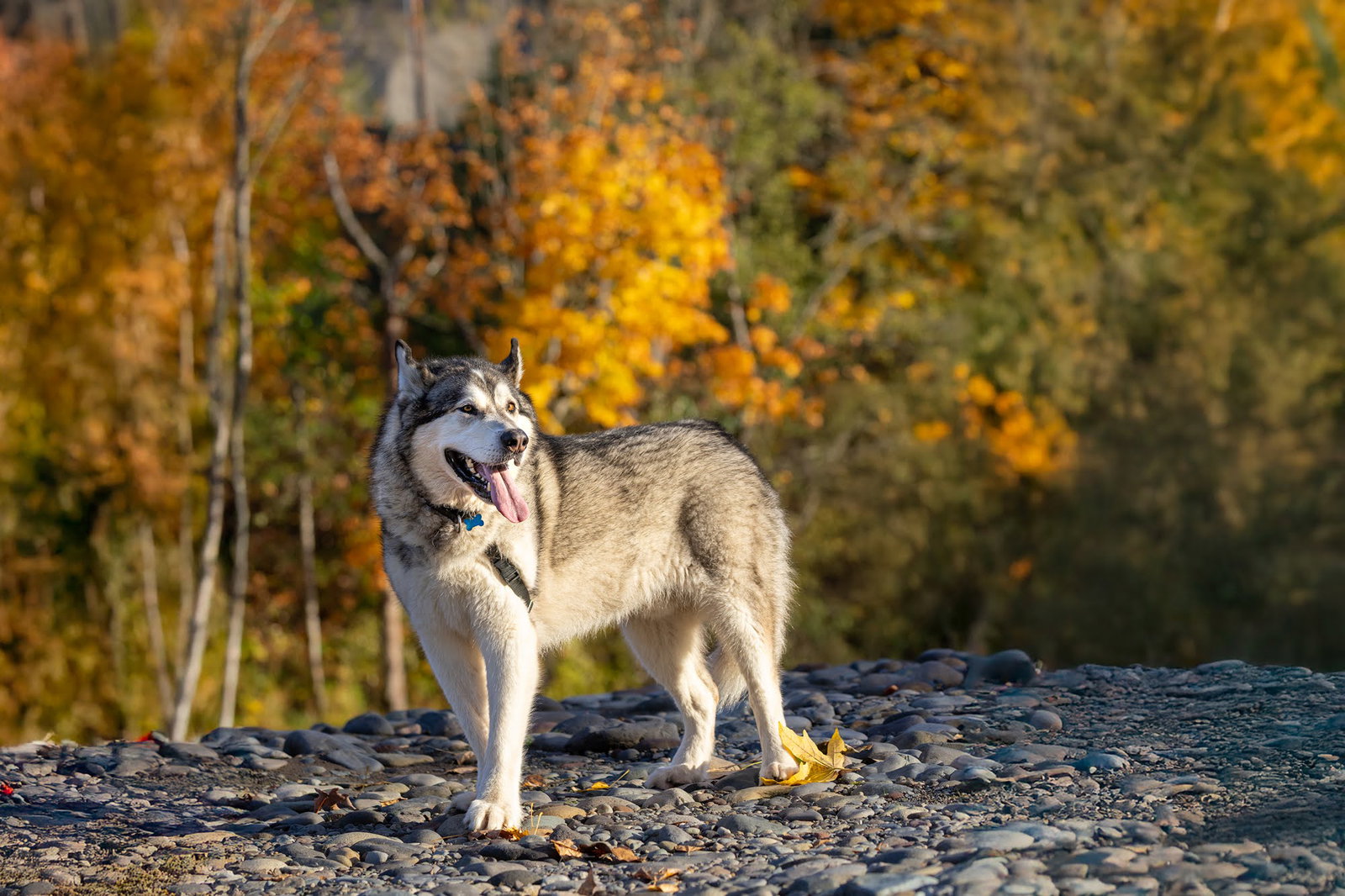 dog-image