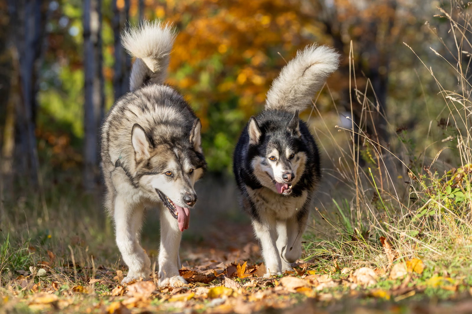 dog-image