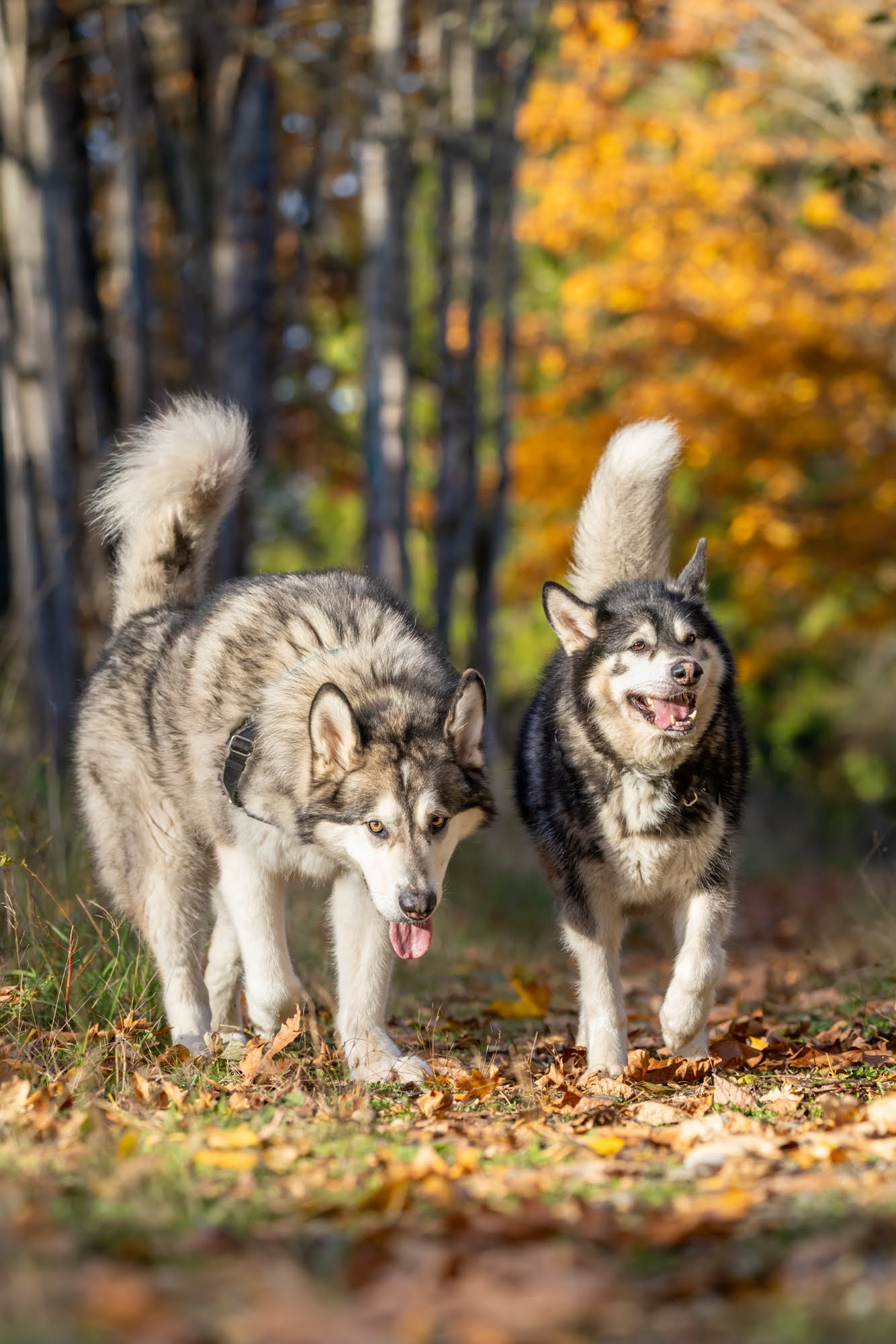 dog-image