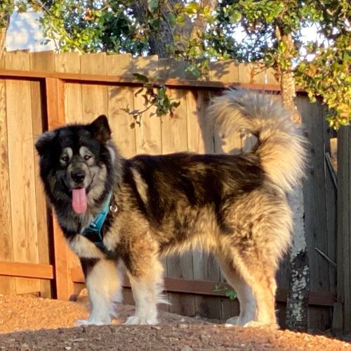 Milo