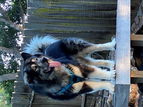 dog-image