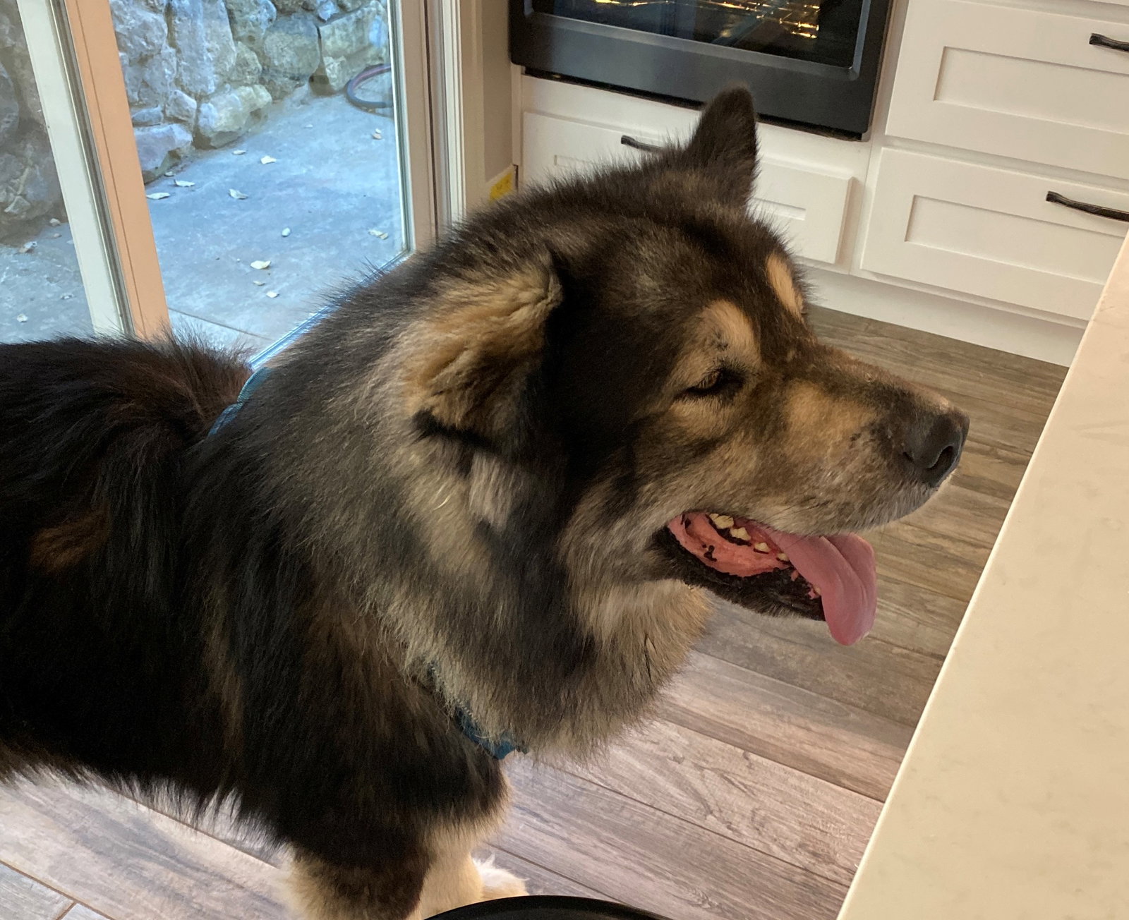 dog-image