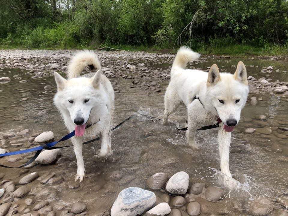 dog-image