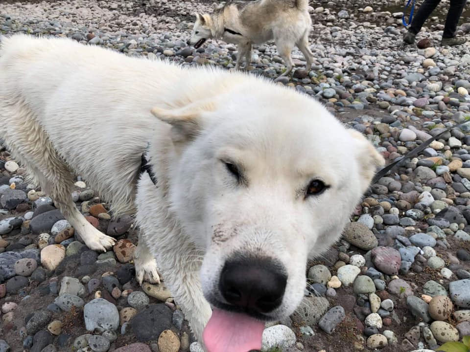 dog-image