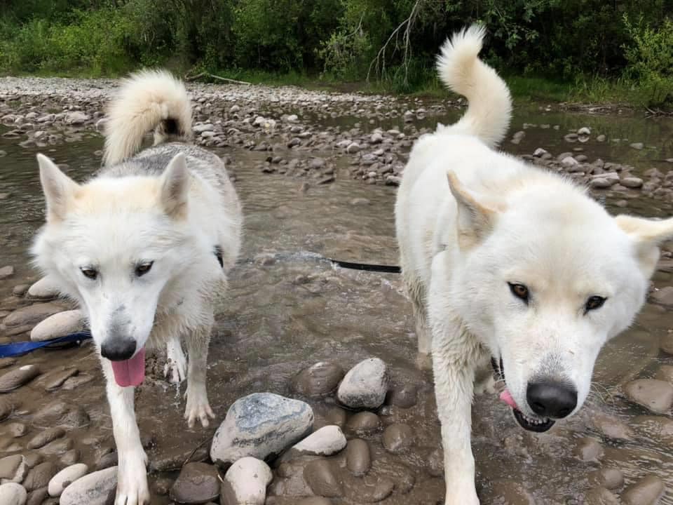 dog-image