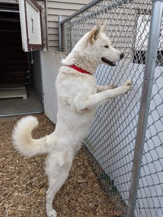 dog-image