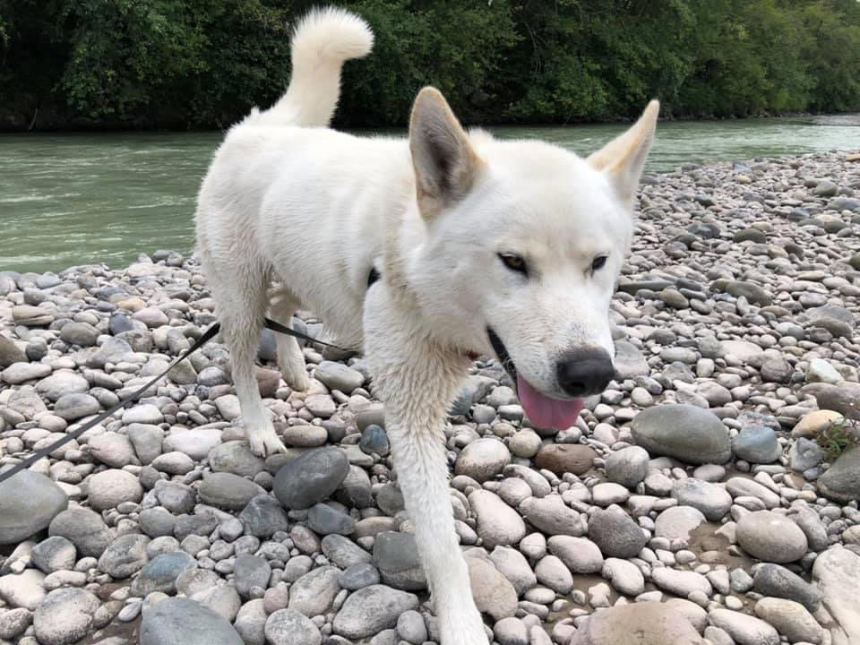 dog-image