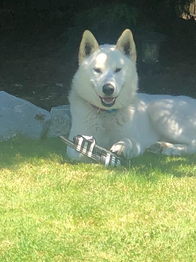 dog-image