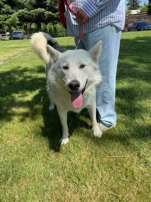 dog-image