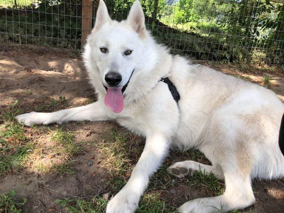 dog-image