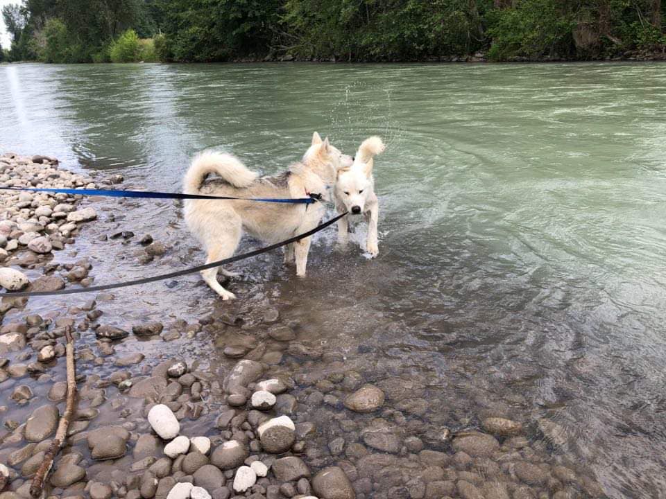 dog-image