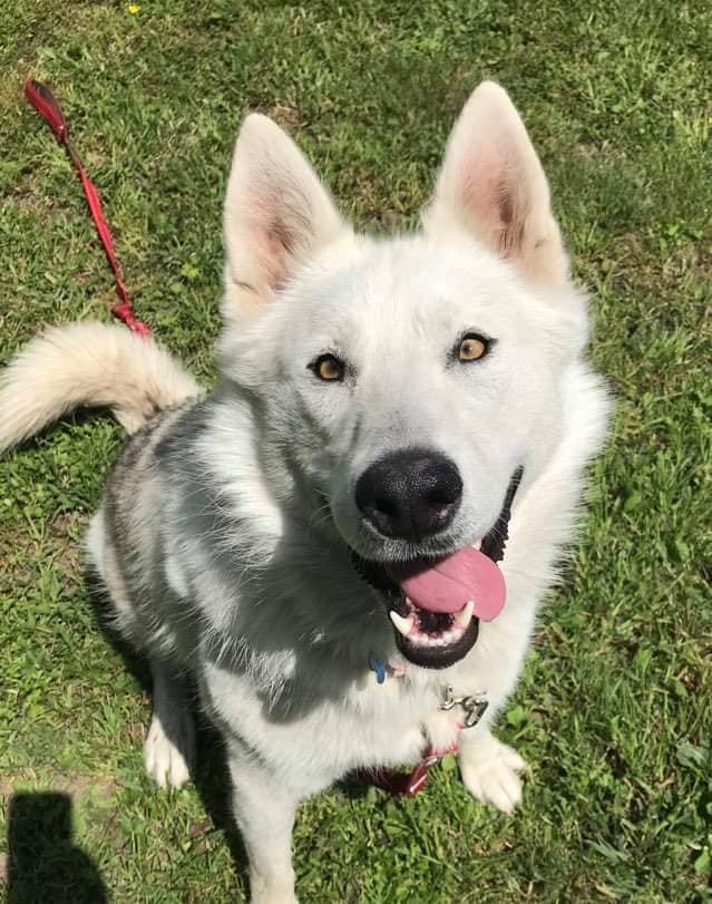 dog-image