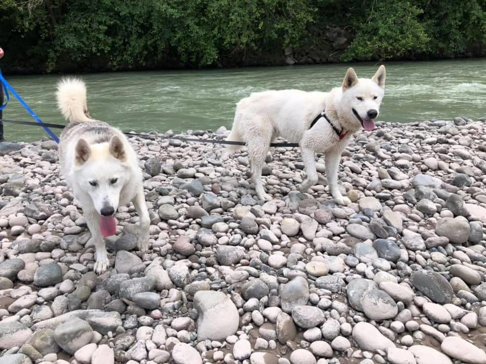 dog-image