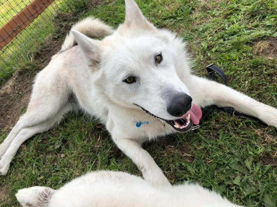 dog-image