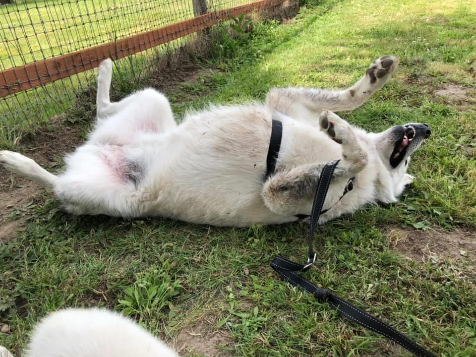 dog-image