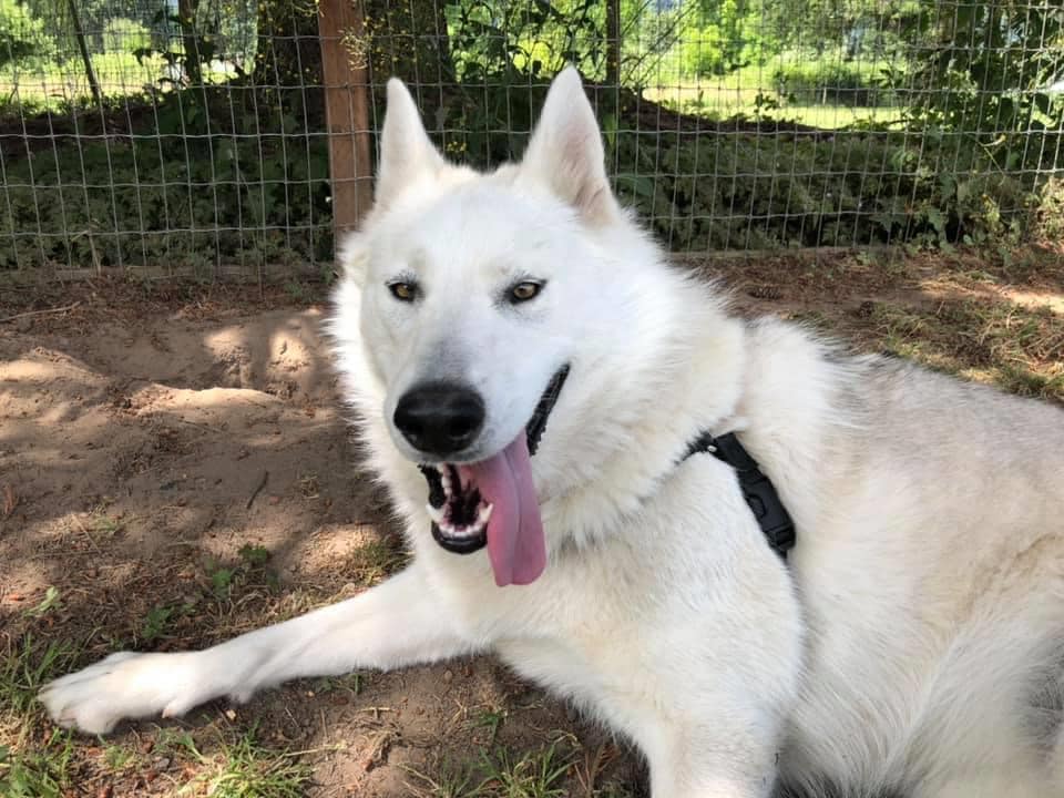 dog-image