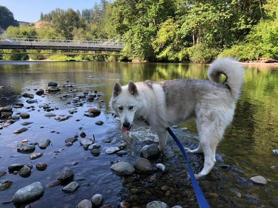 dog-image