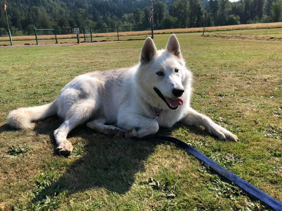 dog-image