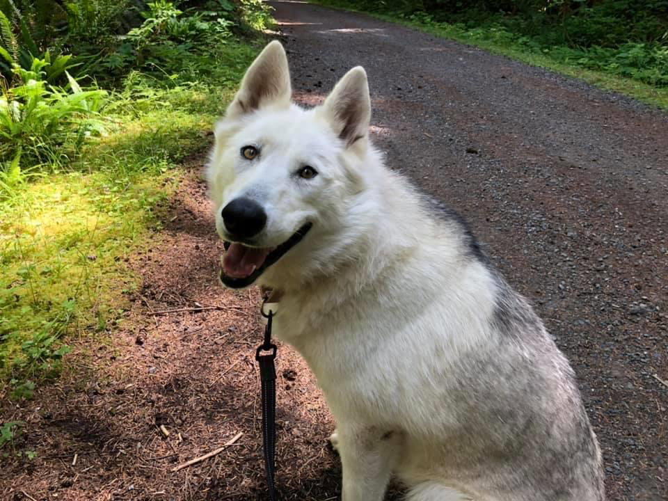 dog-image