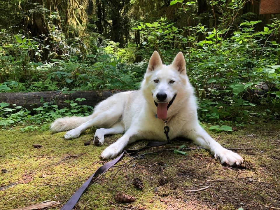 dog-image