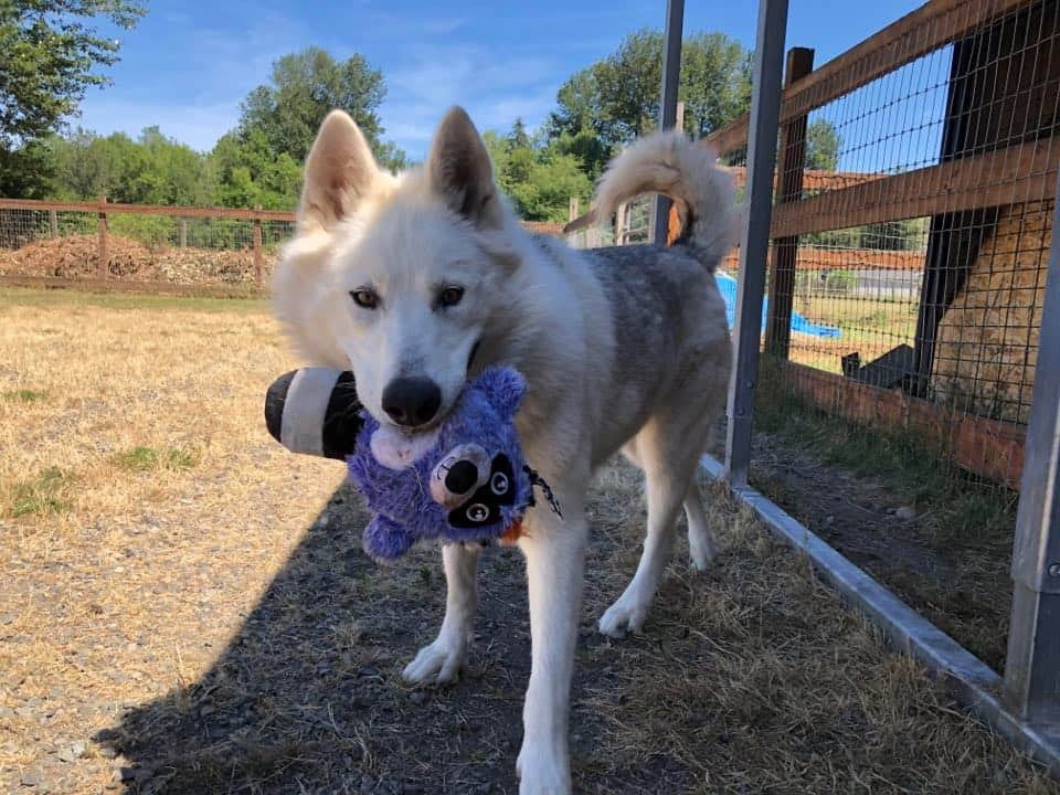 dog-image