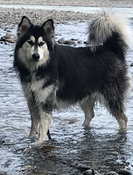 dog-image