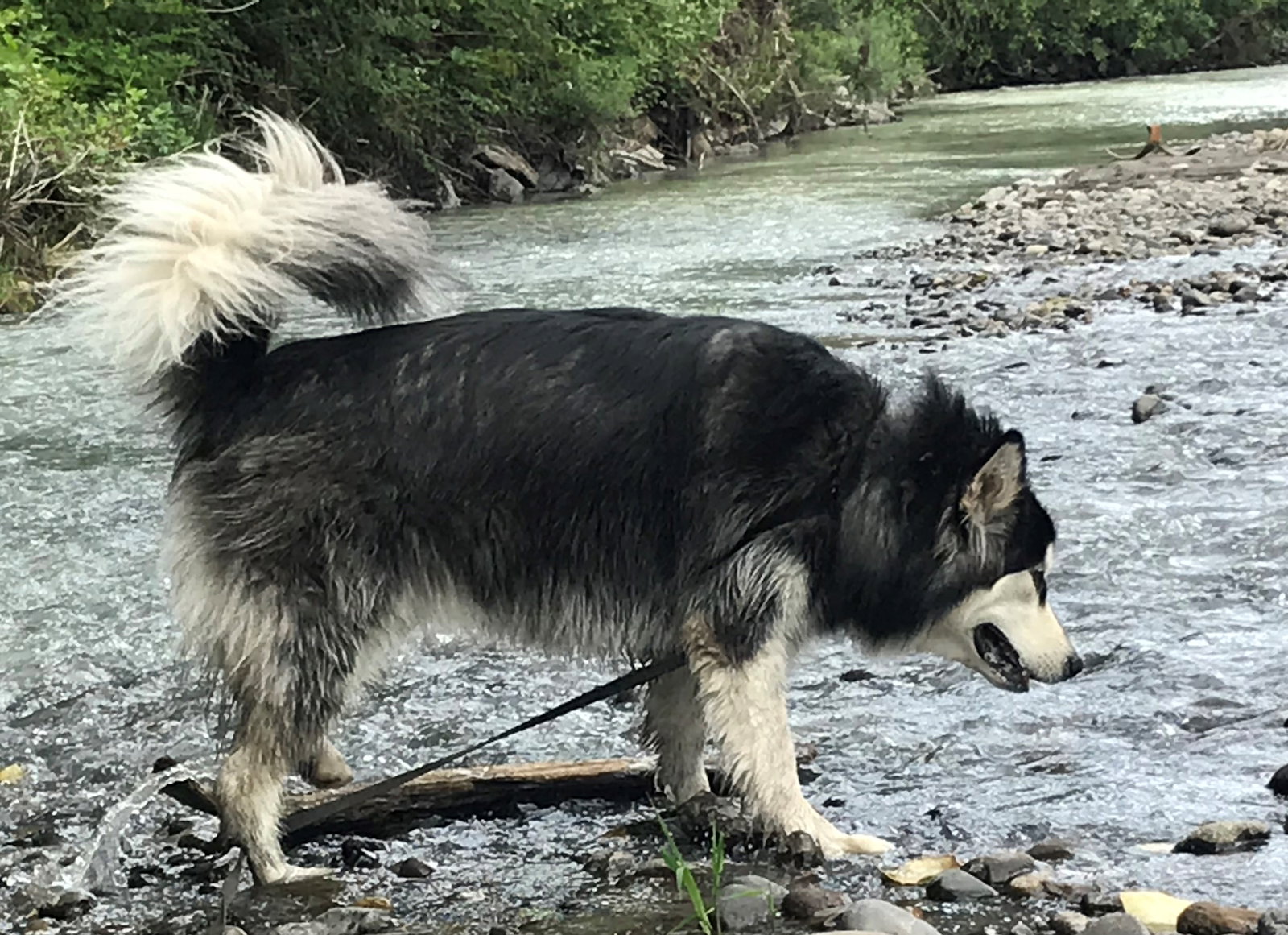 dog-image