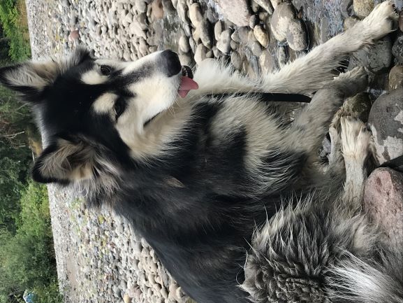 dog-image