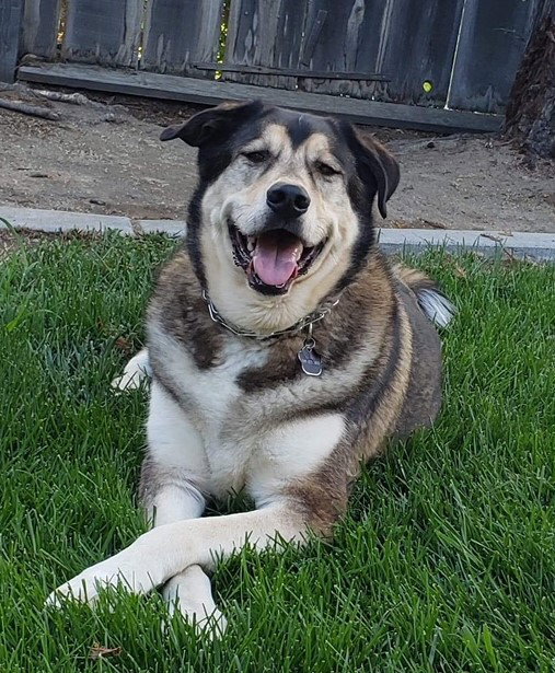 Toki (renamed Opihi)