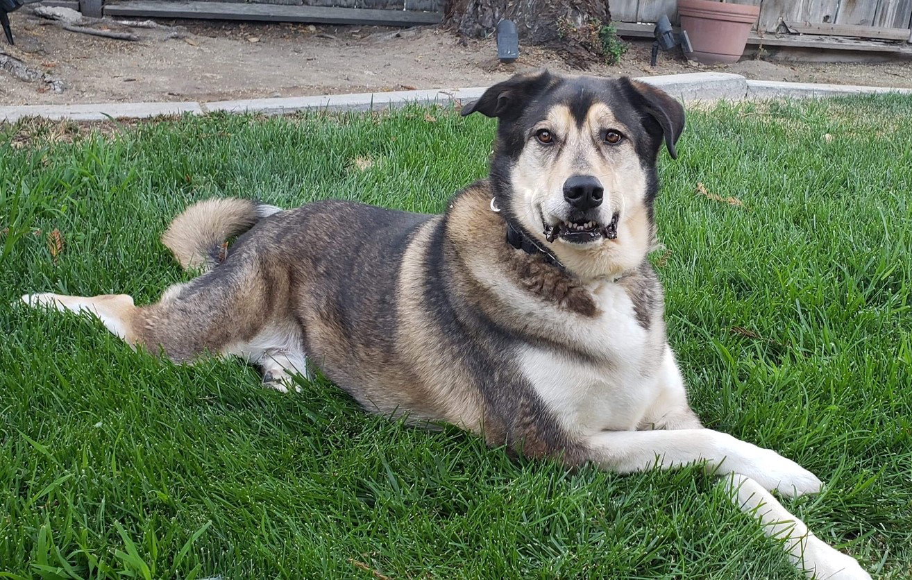 dog-image