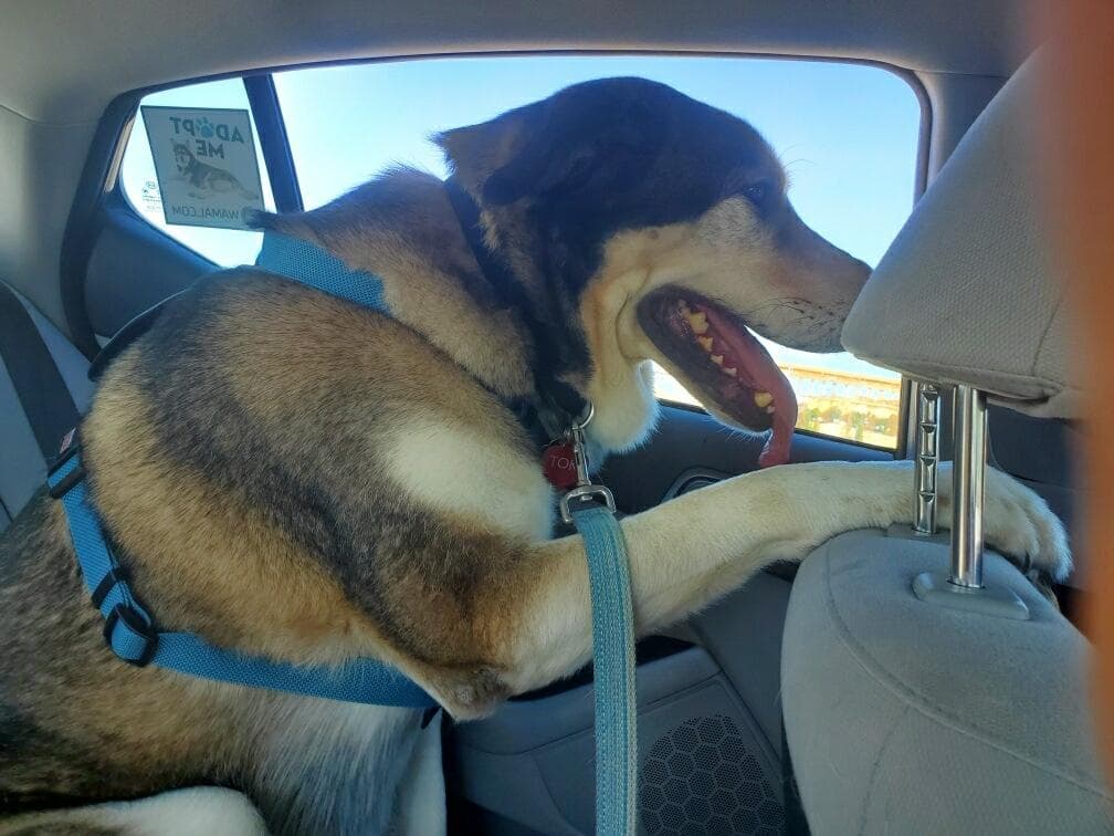 dog-image