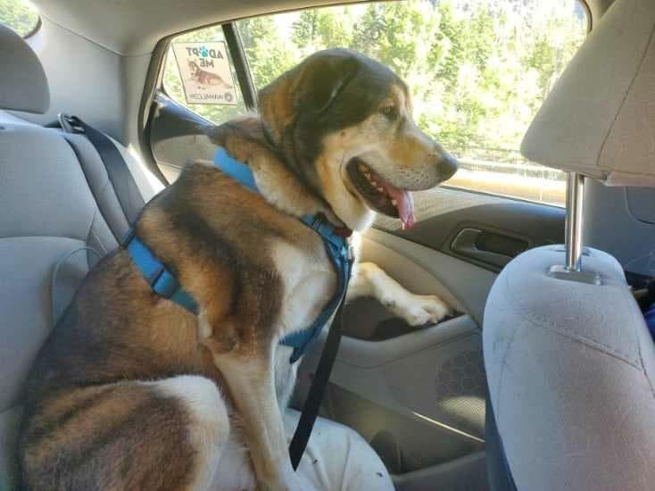 dog-image