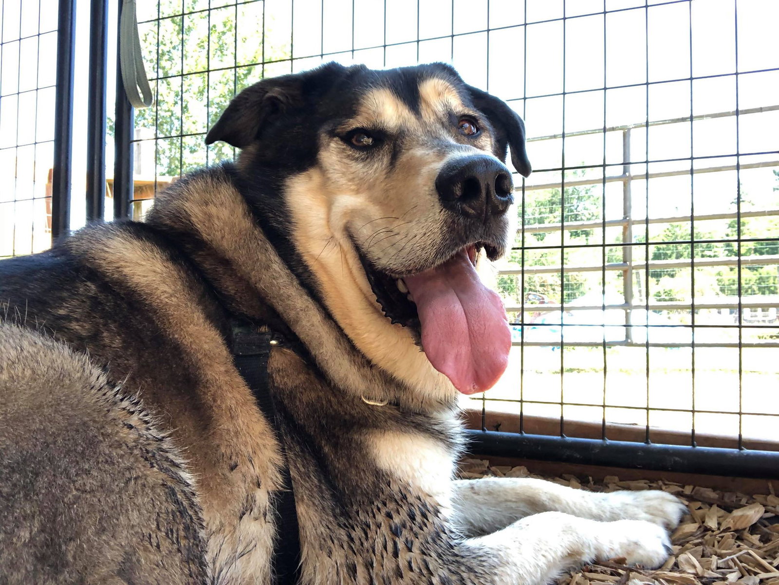 dog-image