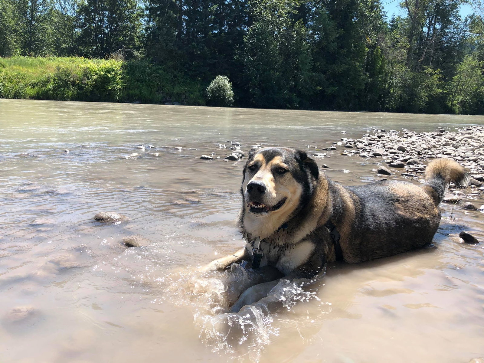 dog-image