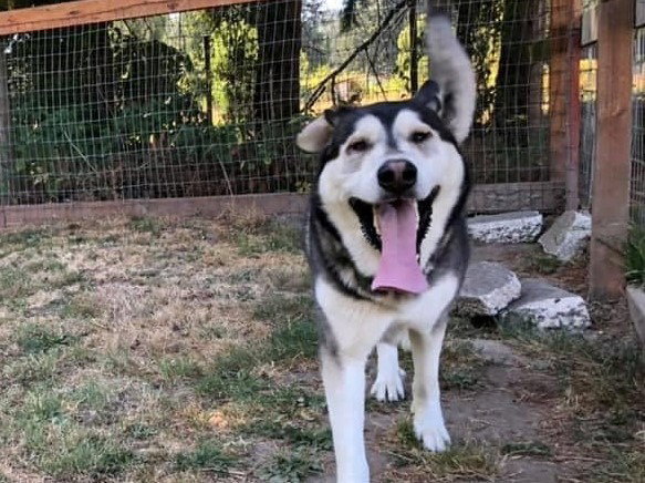 dog-image