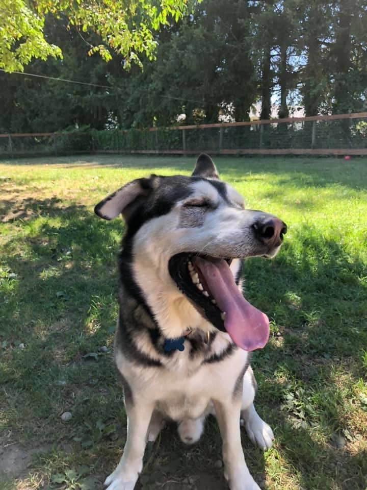 dog-image