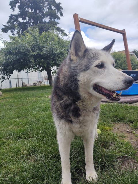 dog-image