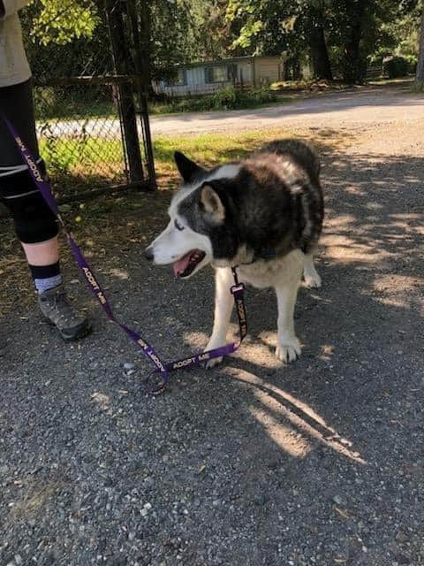 dog-image